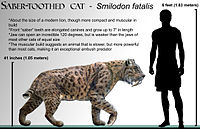 Smilodon fatalis zobrazen v měřítku, aby byla vidět jeho stavba