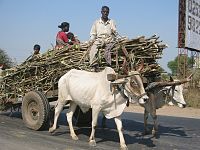 Brahman dirige avec un chargement de canne à sucre en Inde.