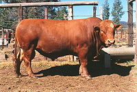 Un taureau Symonds utilisé pour l'élevage de bovins de boucherie.