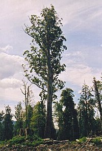El Grande, cu o înălțime de aproximativ 280 de picioare, cel mai masiv (deși nu cel mai înalt) Eucalyptus regnans a fost ucis accidental de către exploatanții forestieri care au ars rămășițele copacilor care puteau fi tăiați în mod legal (mai puțin de 280 de picioare) și care fuseseră tăiați în jurul său.