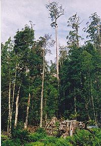 Eucalyptus regnans που αναπτύσσεται σε ύψος 80 μέτρων σε περιοχή εκτεταμένης υλοτομίας, Τασμανία