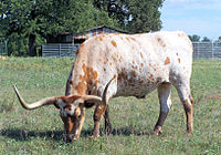 Aux États-Unis, les bouvillons Texas Longhorn étaient utilisés pour tirer des wagons lourds.