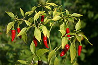 Tai pipar