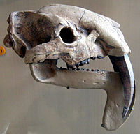 Craniul lui Thylacosmilus atrox