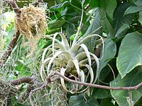 Bromelia op een Cycad