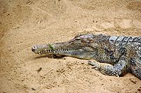 Falešný gharial