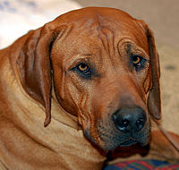 Cabeza de un Tosa Inu  