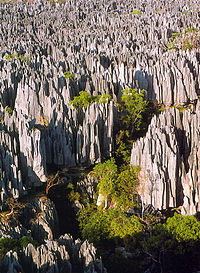  Ze znajdującego się na Madagaskarze rezerwatu Tsingy de Bemaraha Strict Nature Reserve. Stopniowa erozja spowodowała powstanie ogromnych pól iglic wapiennych znanych lokalnie jako tsingy, poprzecinanych suchymi lasami, jeziorami i namorzynami bagiennymi, zamieszkiwanych przez liczne endemiczne i zagrożone gatunki lemurów i ptaków.