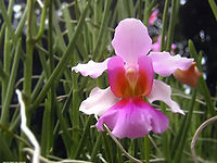 Singapores nationalblomst  