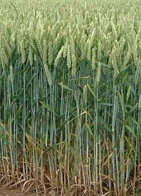 Tarwe - een belangrijke bron van gluten