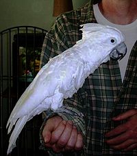 Cacatua alba käsivarressa.