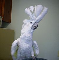 Cacatua alba harja koholla.  
