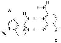 A-C Wobble pairing