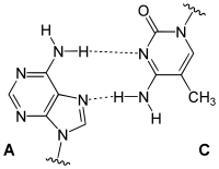 reverse A-C Wobble pairing