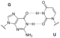 G-U Wobble Pairing