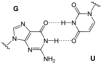 reverse G-U wobble pairing