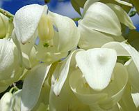 Hesperoyucca whipplei ( opylovaná můrou)