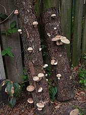 Shiitake - Lentinula edodes, 2011