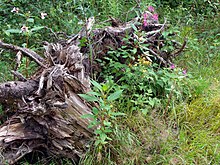 Natural Cycle