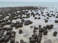 Stromatolites may have been made by microbes.