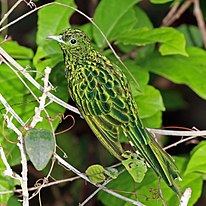 Αφρικανικός σμαραγδένιος κούκος (Chrysococcyx cupreus) αρσενικό