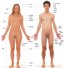 Mujer y hombre humanos  