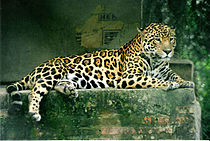 Seekor jaguar