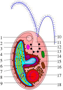 Schematic cell structure: 1: contractile vacuole 2: plastid or chloroplast 3: thylakoid 4: Eye spot (stigma) 5: Nucleomorph 6: Starch body (granules), 7: 70S ribosome 8: Nucleus (cell nucleus) 9: 80S ribosome 10: Flagella 11: Cell invagination (invagination) 12: Lipid globules 13: Ejectosome 14: Mitochondrion, 15: Pyrenoid 16: Golgi apparatus 17: Endoplasmic reticulum (ER) 18: ER of the complex plastid/chloroplast.