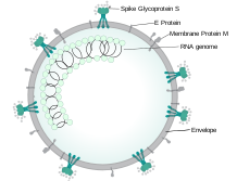 Koronaviruksen virus  