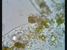 Αναπαραγωγή πολυμέσων Amoeba proteus σε κίνηση