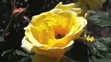 Odtwarzanie mediów Żółta róża (Rosa foetida) zapylana przez pszczołę