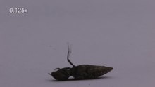 Žiniasklaida Vaizdo įrašas, kuriame užfiksuota, kaip vabalas (Agrypnus murinus) pakyla į orą.