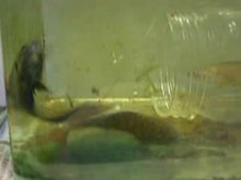 Play media file Fight of two male paradise fishes