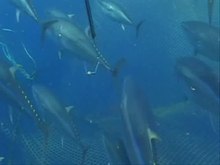 Media afspelen Migratie van Atlantische blauwvintonijn