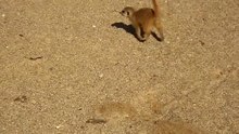 Play media file Meerkats in a zoo: playing, foraging (digging) and sifting (keeping watch)