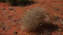 Воспроизведение мультимедиа Перекати-поле (Lechenaultia divaricata)