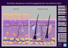 The human skin shows regional differences in layer thickness, receptors and skin appendages - e.g. hairless skin of the fingertip compared to hairy skin of the back of the hand.