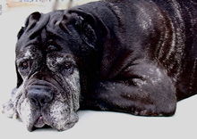 Aging Neapolitan Mastiff