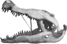 Den här rekonstruktionen av kraniet har varit utställd på American Museum of Natural History i nästan ett halvt sekel och är förmodligen det mest kända av alla Deinosuchus-fossilerna. De mörkare skuggade delarna är faktiska fossila ben, medan de ljusa delarna är gips.
