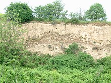Dirmstein's Loess Wall