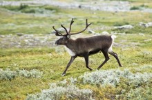Reindeer are found in the north of Finland