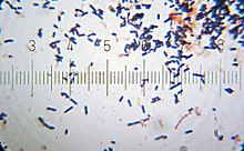  20101212 200110 LactobacillusAcidofilo