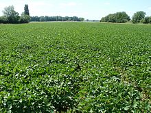 Soybean field near Hockenheim (2011)