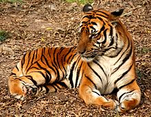 South China tiger