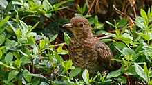The plumage of a branchling