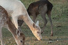 Trīs krāsu varianti, kas atrasti Fossil Rim Wildlife Center Teksasā
