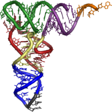 Modello molecolare di una molecola di tRNA. Crick ha previsto che tali molecole adattatrici potrebbero essere collegamenti tra i codoni e gli aminoacidi.