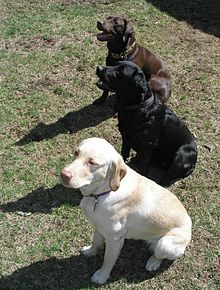Labradorer finns i tre färger: brun, svart och gul.  
