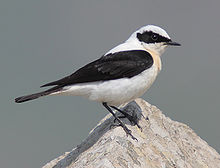 A Mediterranean wheatear at a monastery on Lesbos