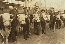 Jungen zeigen preisgekrönte Färsen auf einer 4-H-Messe in Charleston, West Virginia, 1921.
